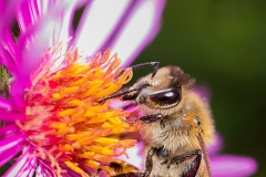 Bee on asteraceae