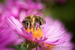 Bee on asteraceae