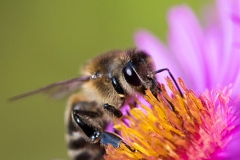 Bee on asteraceae