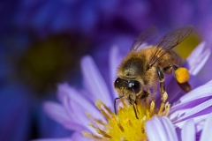 Bee on asteraceae