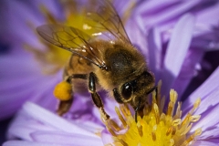 Bee on asteraceae