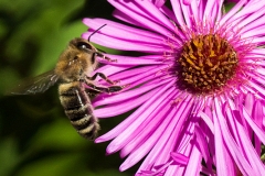 Bee on asteraceae