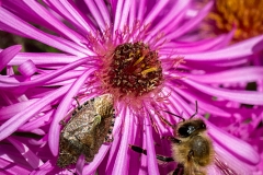 Bee and sloe bug on asteraceae