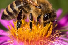 Bee on asteraceae