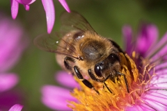 Bee on asteraceae