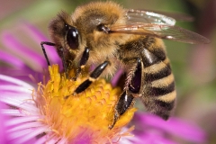 Bee on asteraceae