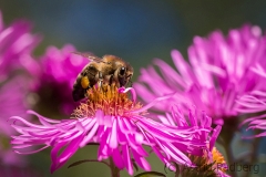 Bee on asteraceae