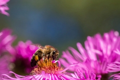 Bee on asteraceae