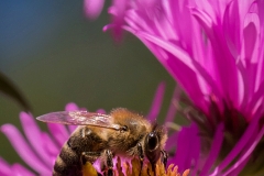 Bee on asteraceae