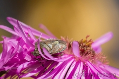 Sloe bug on asteraceae