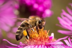 Bee on asteraceae