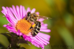 Bee on asteraceae