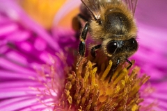 Bee on asteraceae