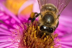 Bee on asteraceae