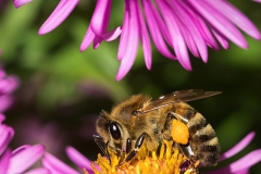 Bee on asteraceae