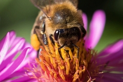 Bee on asteraceae