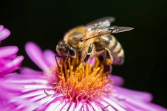 Bee on asteraceae