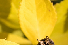 Seed