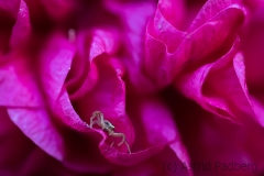Spider on common hollyhock