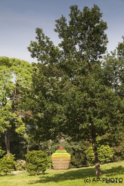 Vasconselos, Joana; Fruit Cake, 2011