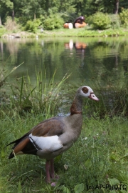 Heck, Kati; Dabei sein ist Alles, 2006