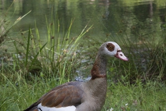 Heck, Kati; Dabei sein ist Alles, 2006