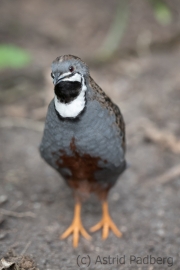 Maximilianpark, Hamm