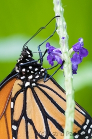 Maximilianpark, Hamm