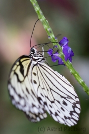 Maximilianpark, Hamm