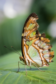 Maximilianpark, Hamm