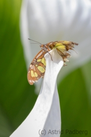 Maximilianpark, Hamm