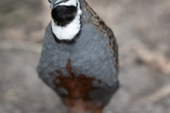 Maximilianpark, Hamm