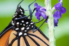 Maximilianpark, Hamm