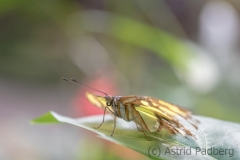 Maximilianpark, Hamm