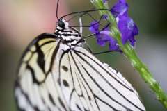 Maximilianpark, Hamm