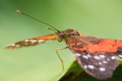 Maximilianpark, Hamm