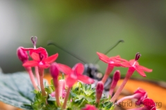 Maximilianpark, Hamm