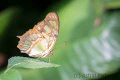 Maximilianpark, Hamm