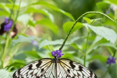 Maximilianpark, Hamm