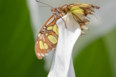 Maximilianpark, Hamm