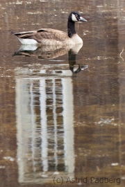 Canada goose, Schloss Anholt, Germany