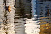 Mallard swimming in lake, Germany