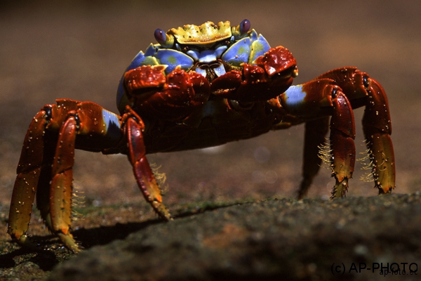 Feeding Sally lightfoot crab; Grapsus grapsus, Galapagos