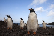 Gentoos, Sanders, Falkland Islands