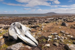 Pebble Island