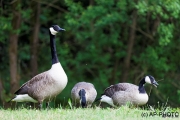 Canada goose