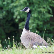 Canada goose