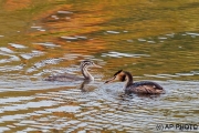 Great Crested Grebe