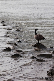 Canada goose