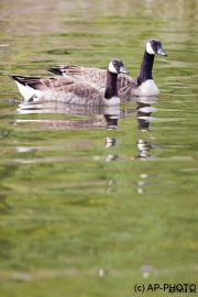 Canada goose